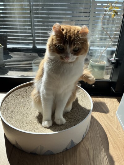 猫ちゃんのお世話🐈🐈‍⬛