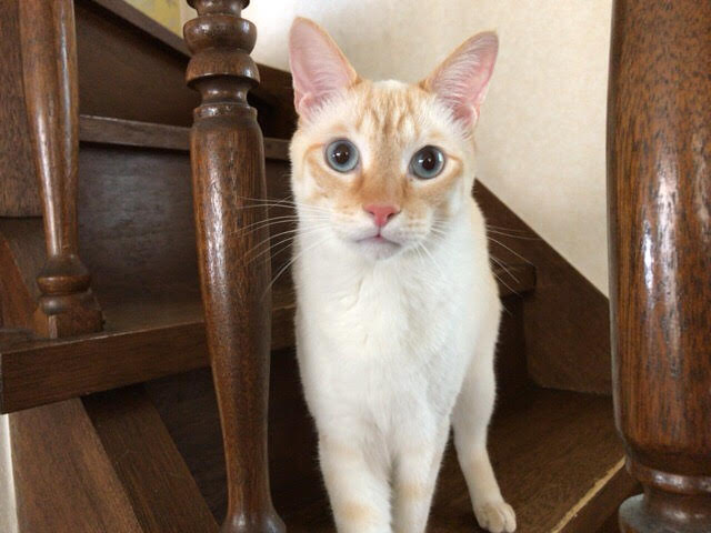 川口市　猫ちゃん　初回訪問