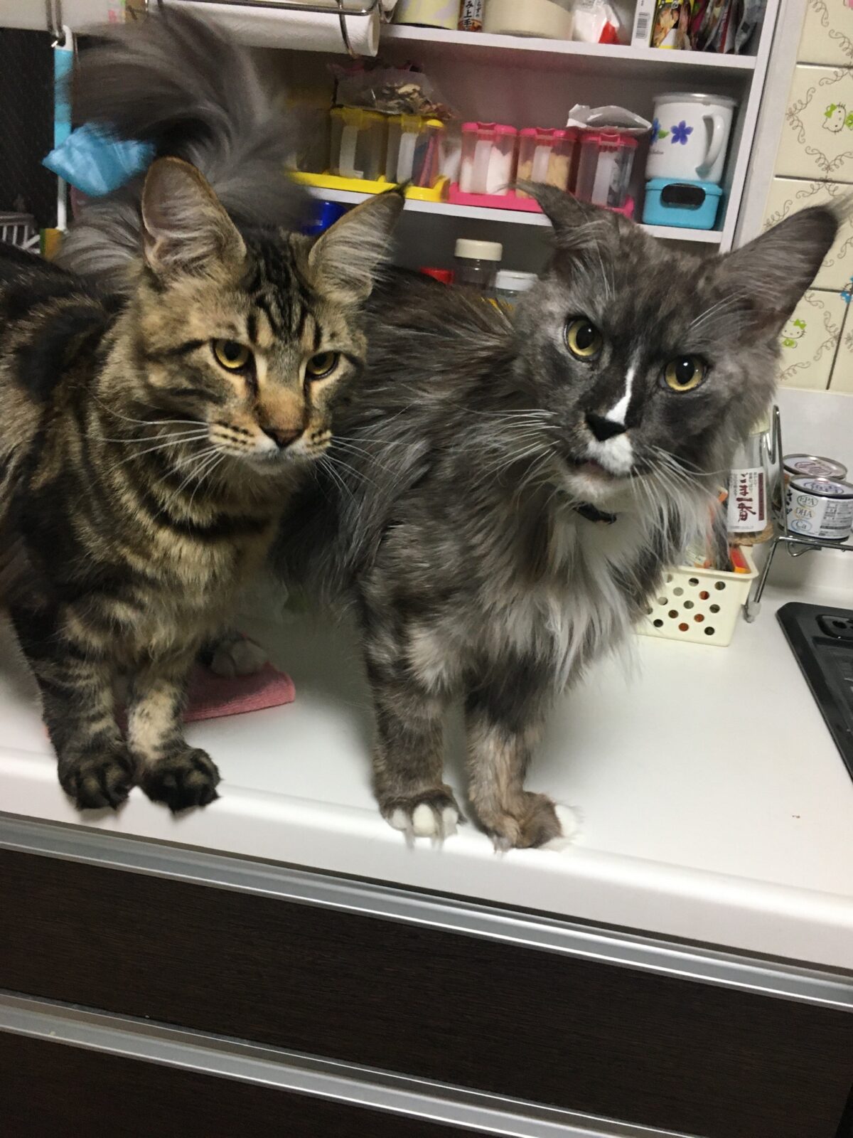 アンソニーくんルフィくんの飼い主様からのメール