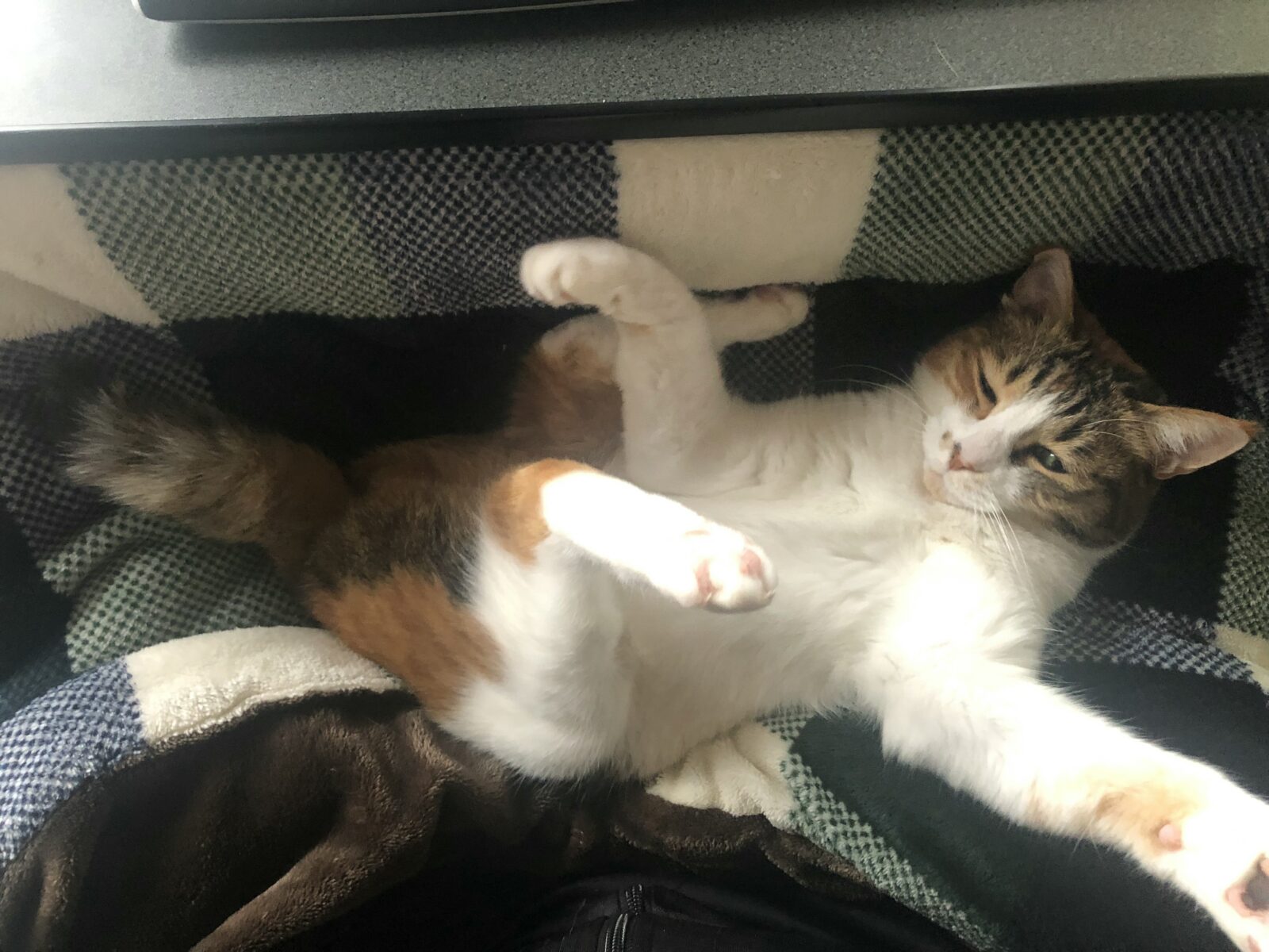 新年のご挨拶&伊勢原市でのお世話ご紹介