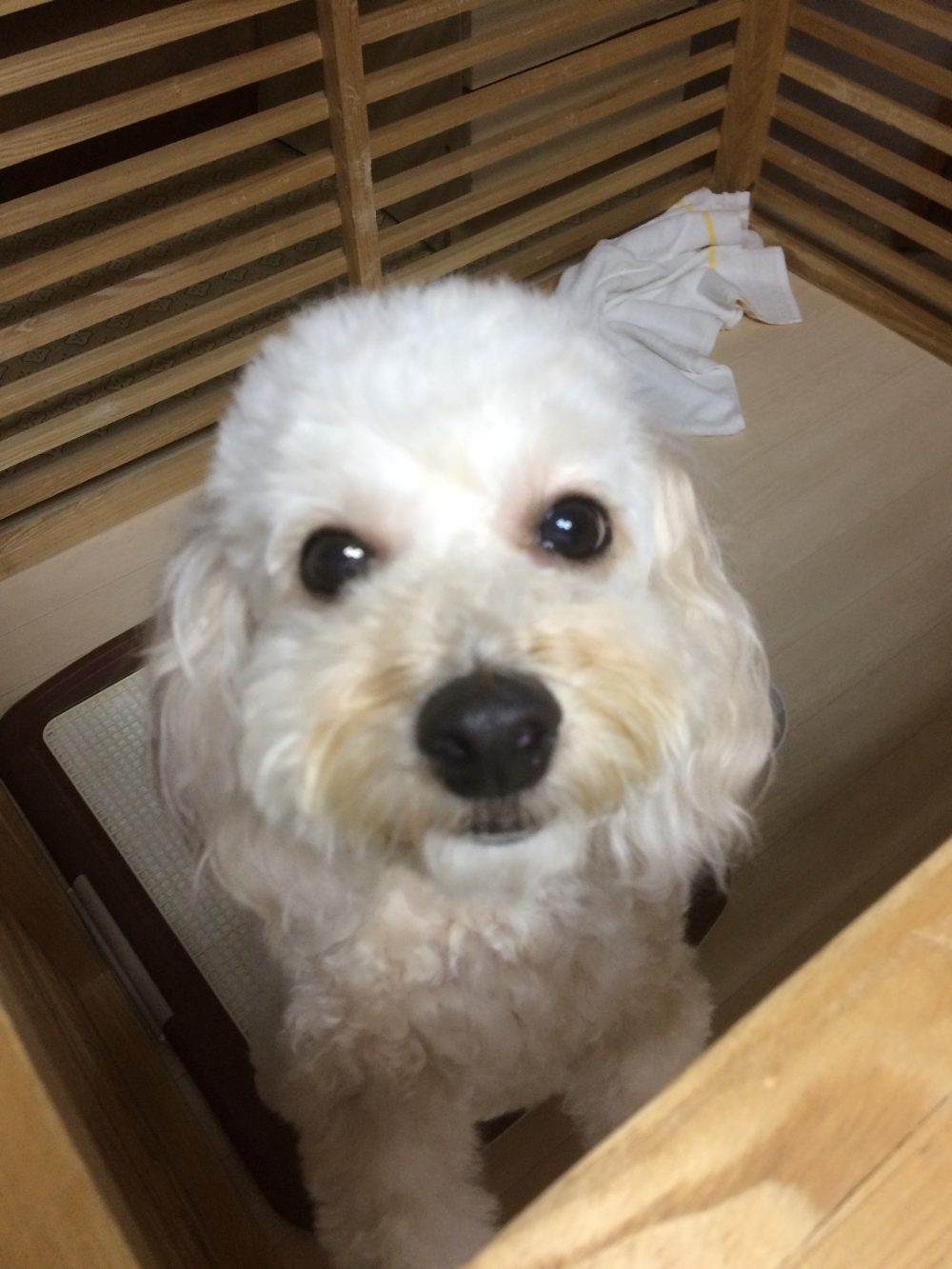 30.7.27藤枝市メリちゃんムク君兄妹犬のお世話