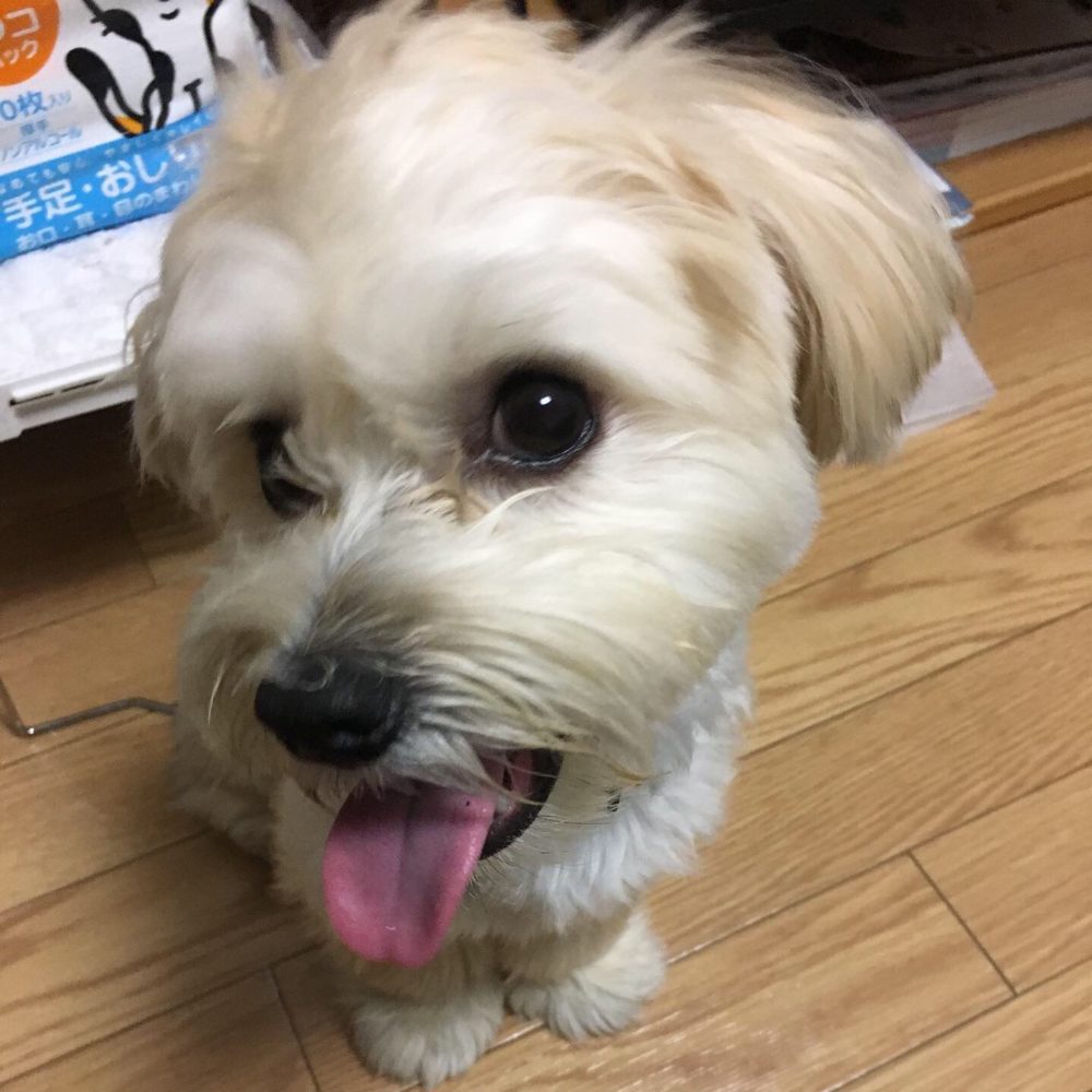 R1.5.31藤枝市田沼10ヶ月のミックス犬シュシュくん