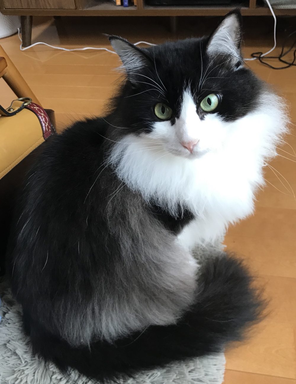 キャットシッター☆福岡市博多区 リン君①