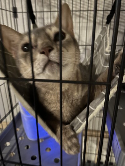 猫ちゃんのお世話🎶