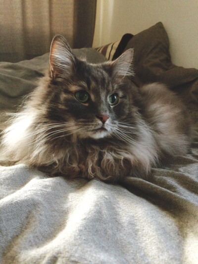 カウンセリング🐈🎶