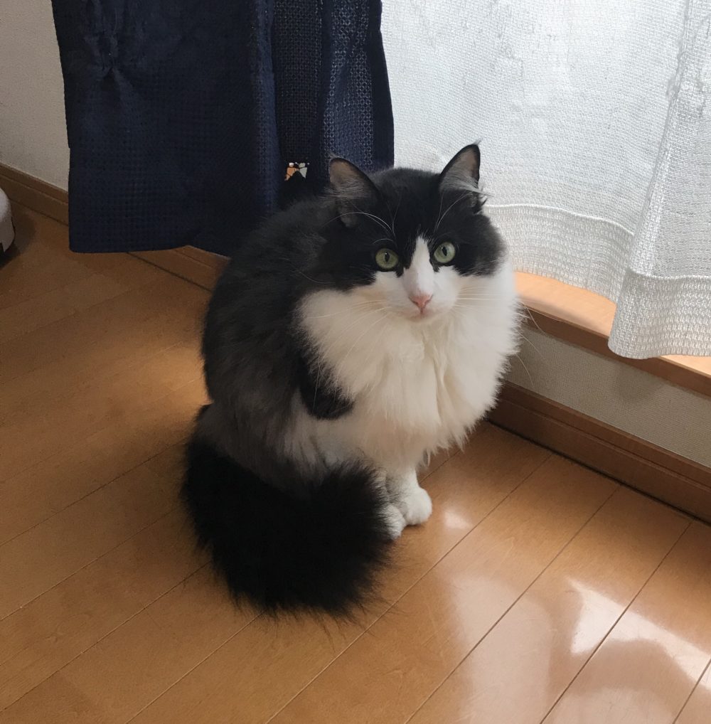 キャットシッター☆福岡市博多区 リン君①