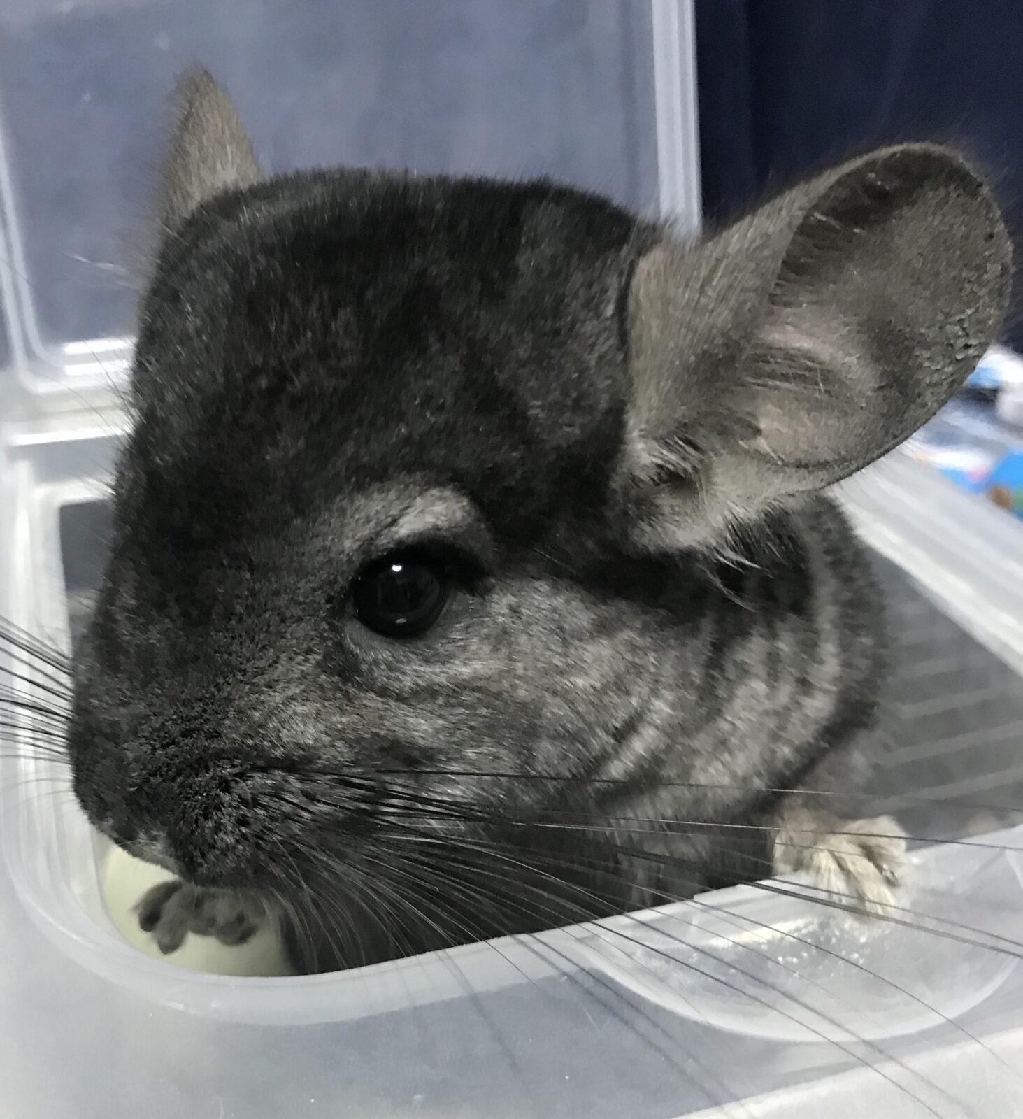 ペットシッター☆福岡市 チンチラ セブ君③