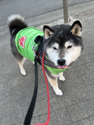 シニア犬のお世話