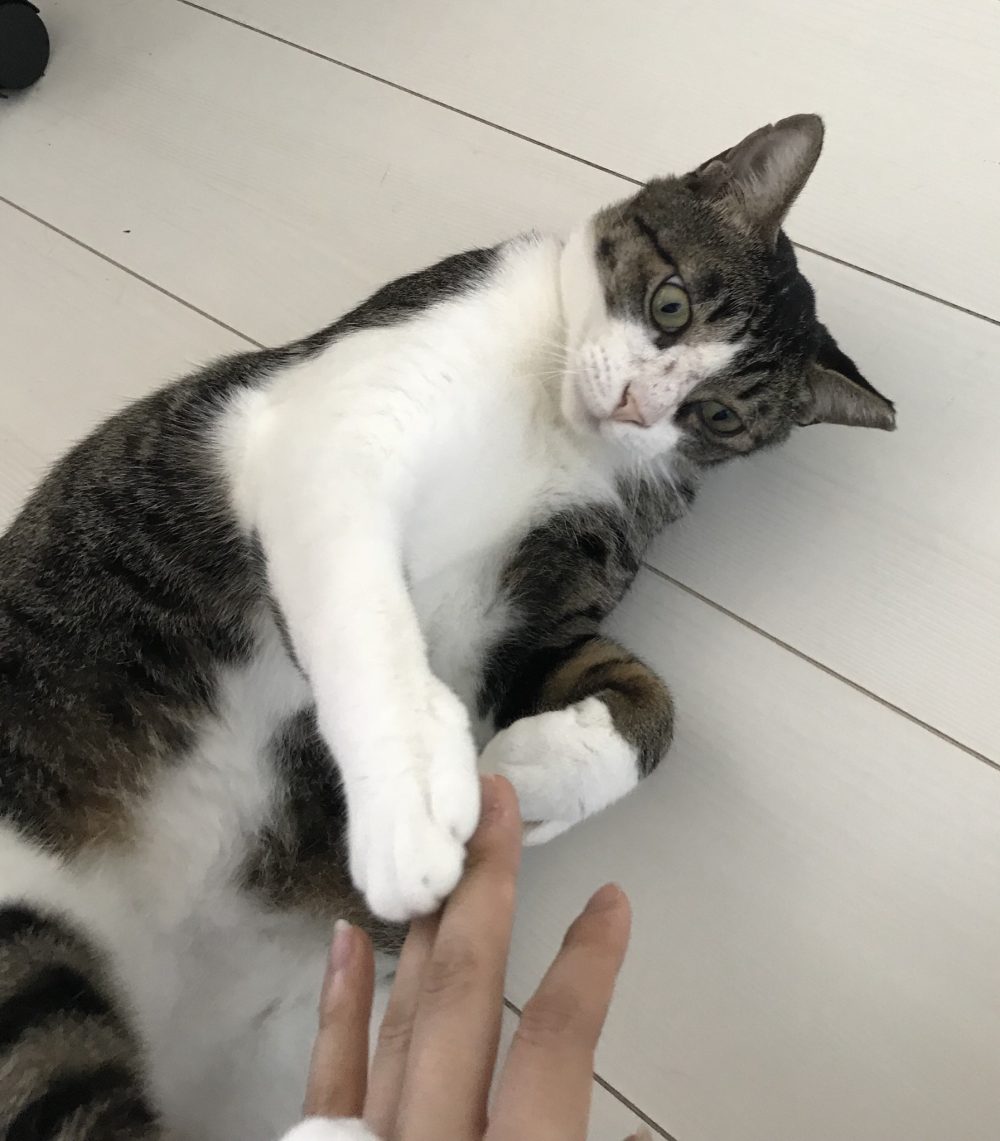 キャットシッター☆福岡市博多区 元保護猫④