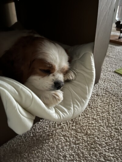 キャバリアさんのお散歩&お世話🐾