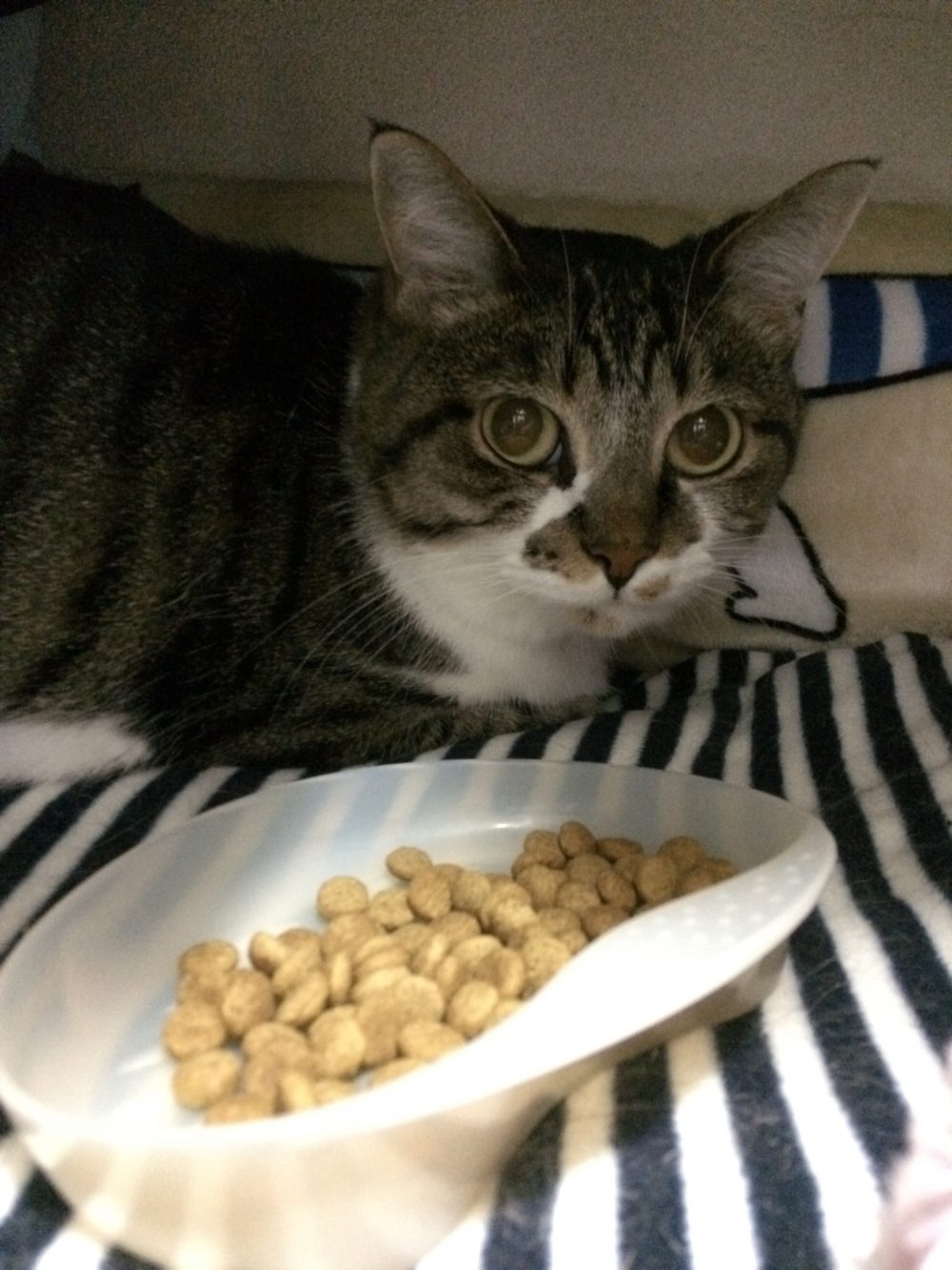 30.9.21島田市ももちゃんすずちゃんのお世話3日目