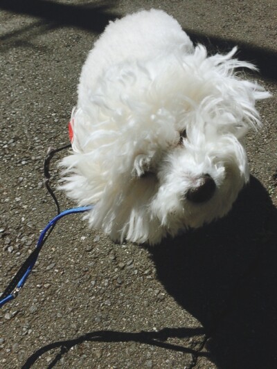 お散歩&お世話🎶