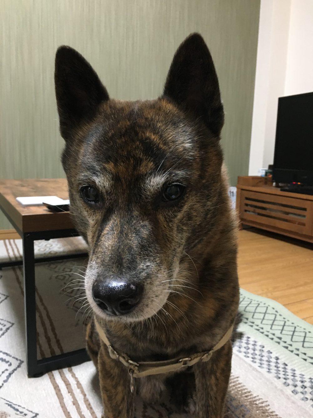 R1.12.31〜R2.1.1藤枝市甲斐犬ぼたんくん