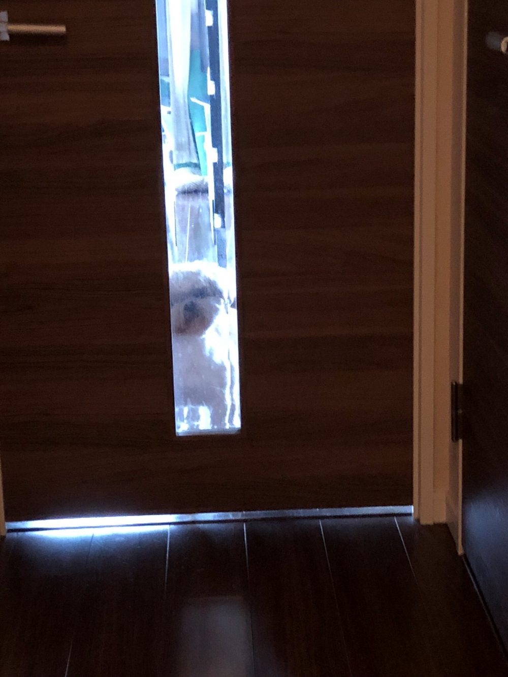 四谷　シーズー　甘え上手なマリア君　お世話の様子Part2