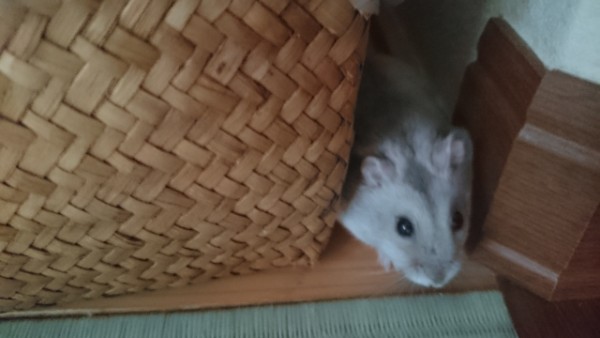 ハムスターの散歩は必要？①