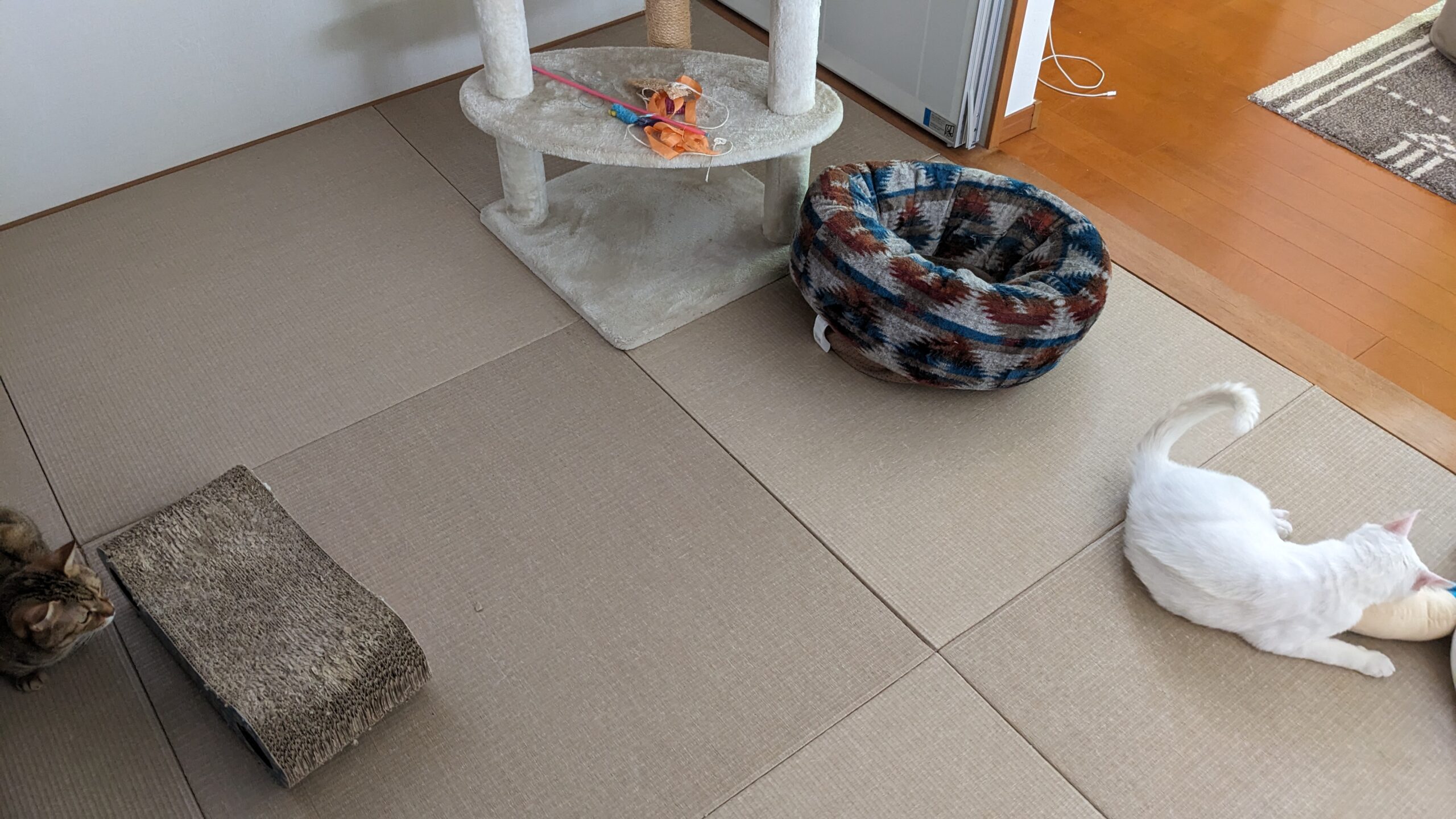 柏市　猫ちゃん2匹【かぼすちゃん、はもちゃん】のお世話🐱