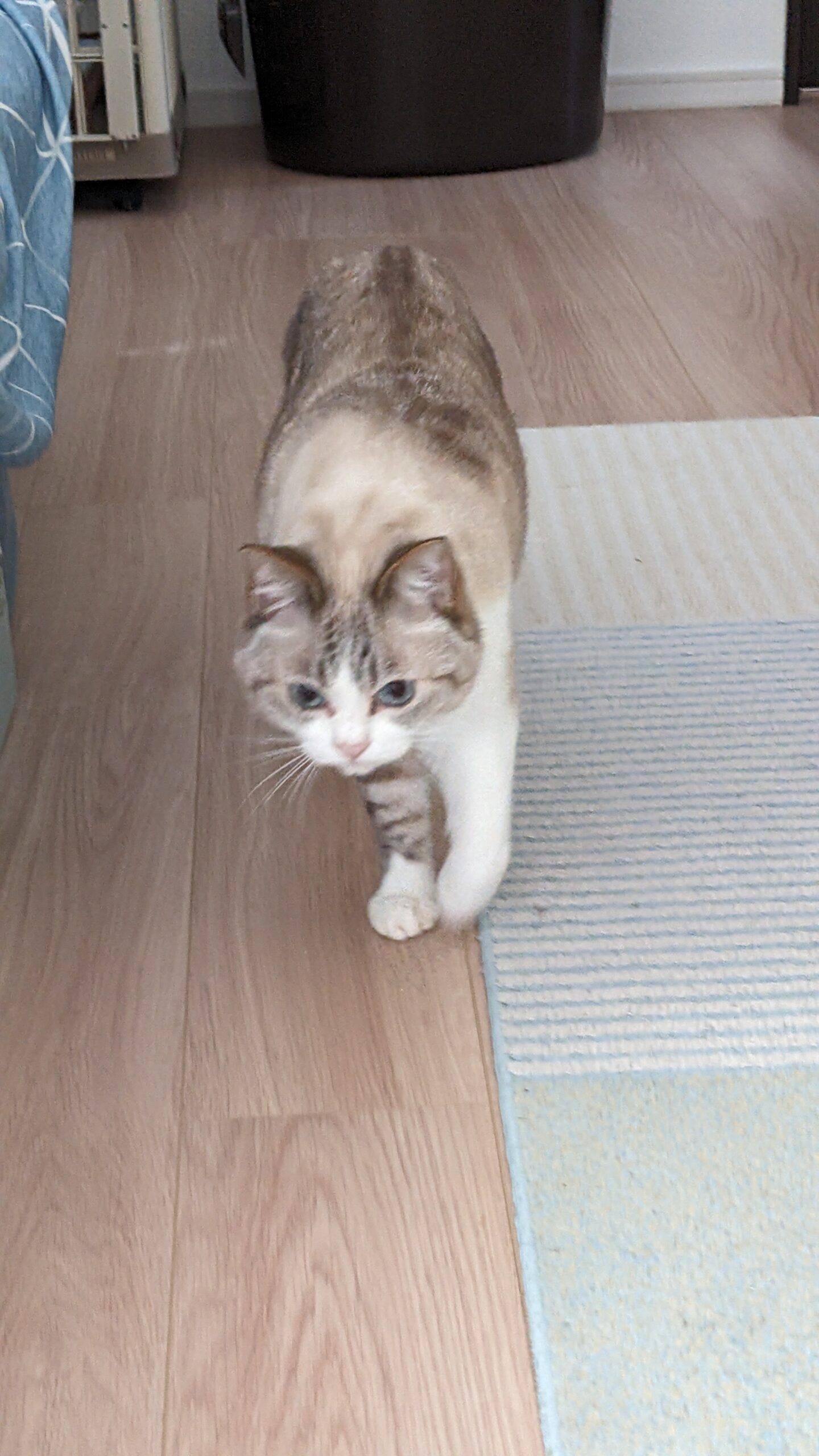 松戸市　猫ちゃん【ウルくん】のお世話🐱