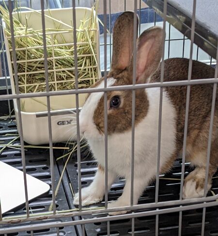 流山市　うさぎさん【麦ちゃん】のお世話🐰