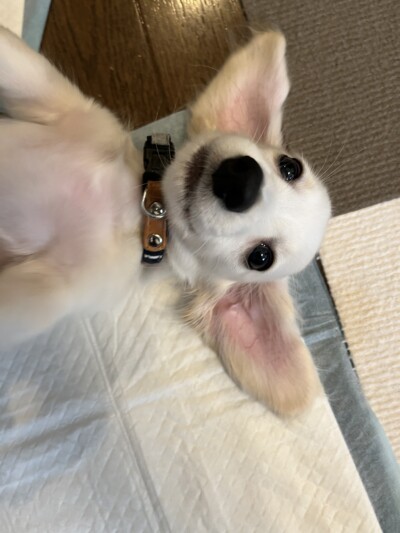 パピー犬のカウンセリング💕