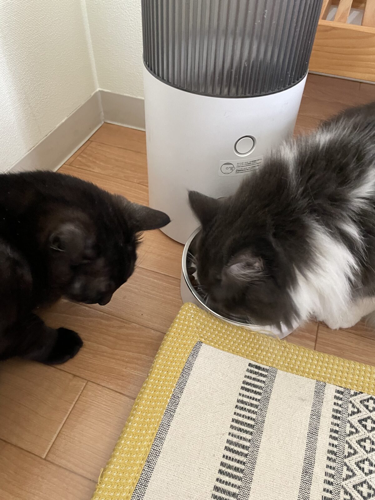 市川市　じゃこちゃん、しらすちゃん、てんくんお世話報告