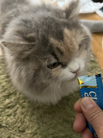 マンチカンのパピーちゃんのお世話