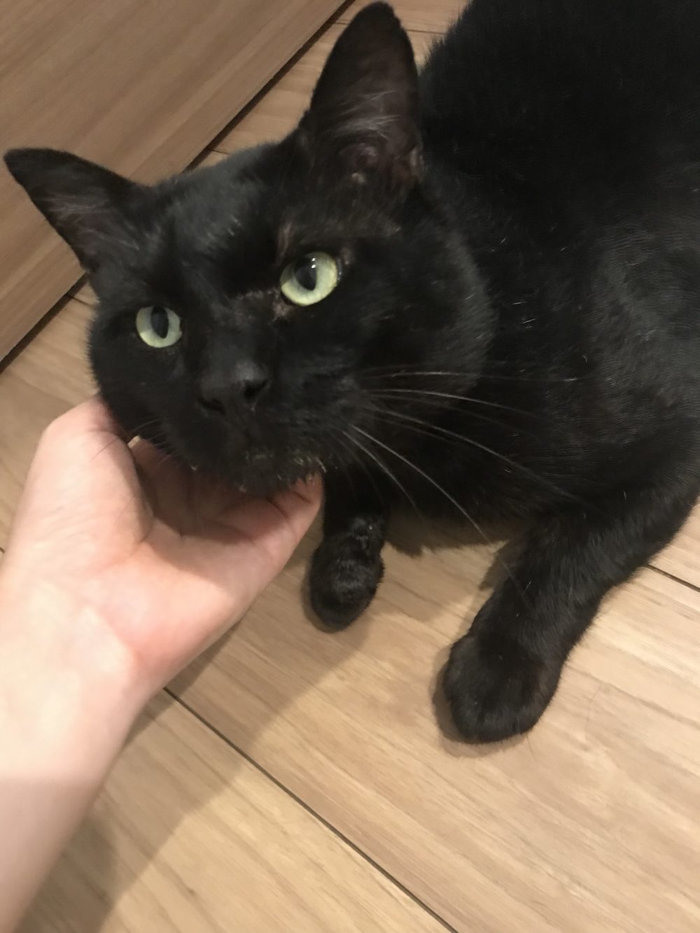 キャットシッター☆博多区 保護猫 シュトウ君④