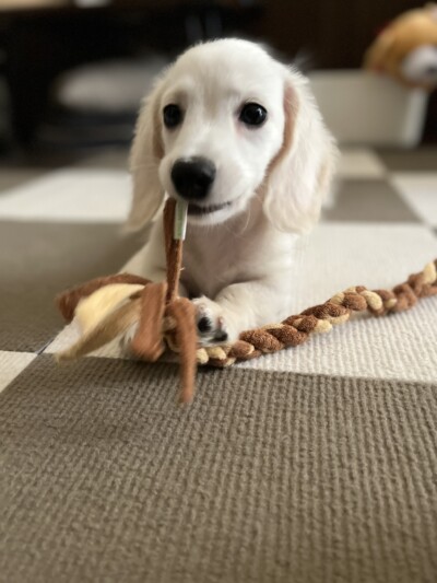 パピー犬のお世話🐾