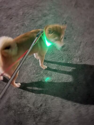 しばいぬちゃんのお世話