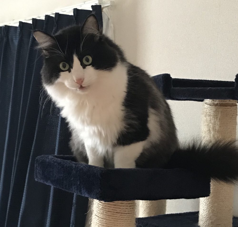 キャットシッター☆福岡市博多区 リン君①