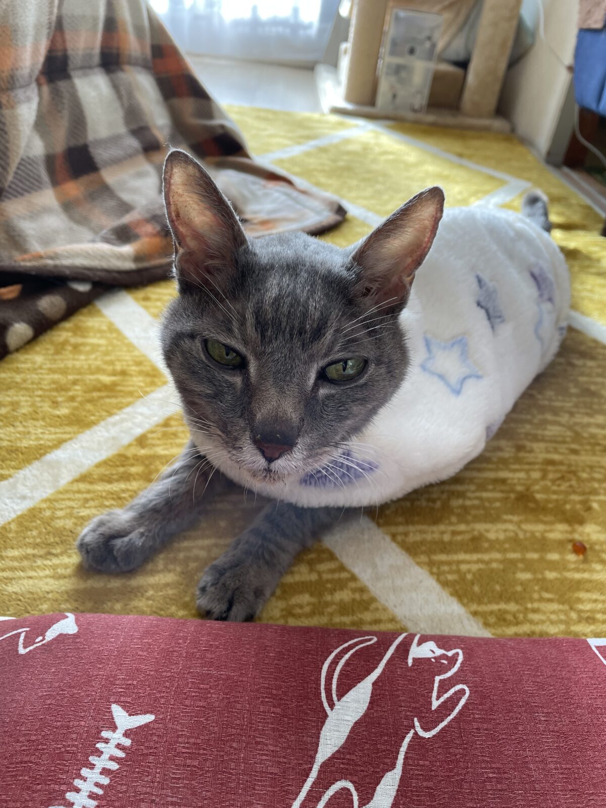 船橋市　ちびくんのお世話報告