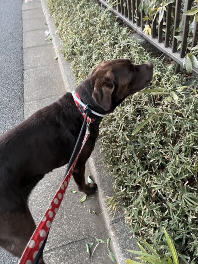 大型犬のお世話🐾