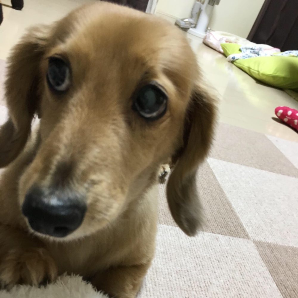 R1.7.13 島田市ミニチュアダックスのロールちゃん