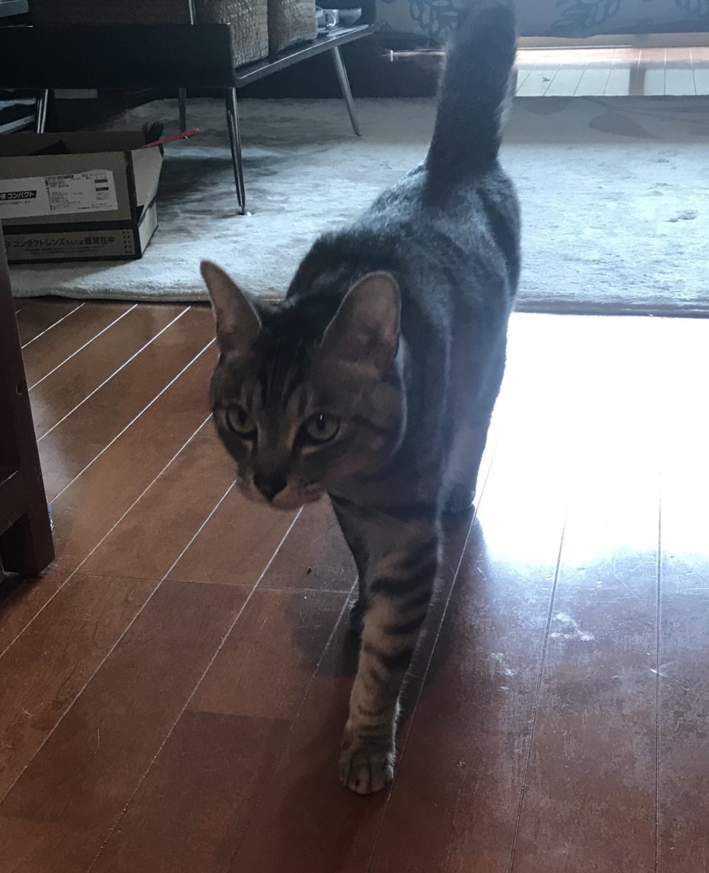 キャットシッター☆福岡市博多区 ハク君②