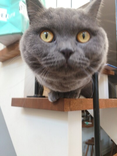 カウンセリング🎶🐈