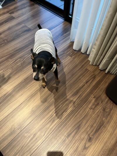 多頭ワンちゃんのカウンセリング🐾