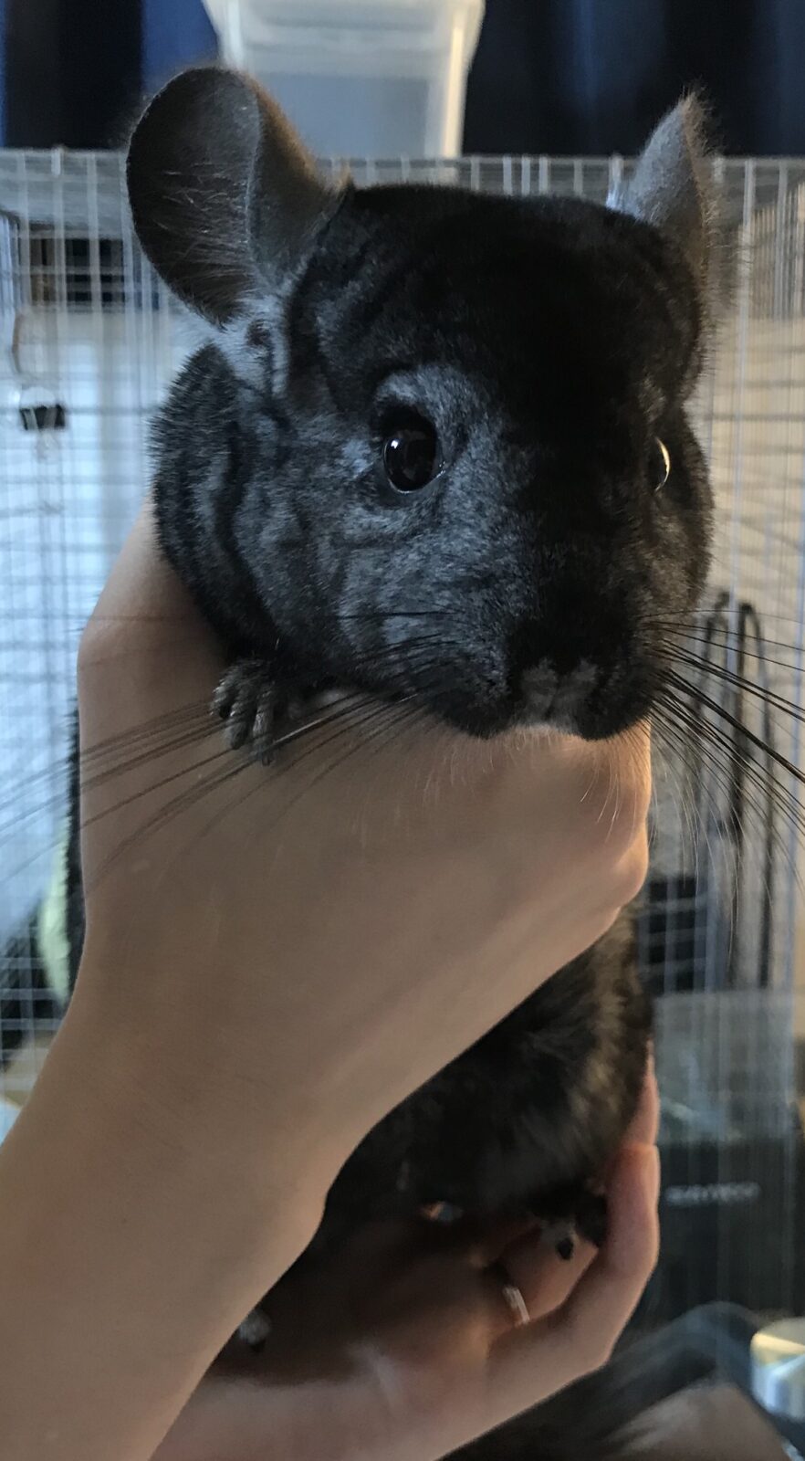 ペットシッター☆福岡市 チンチラ セブ君①