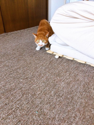 マロちゃんのお世話🐈