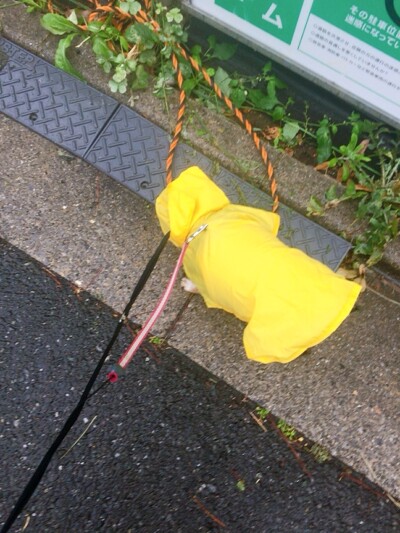 雨のお散歩☔️