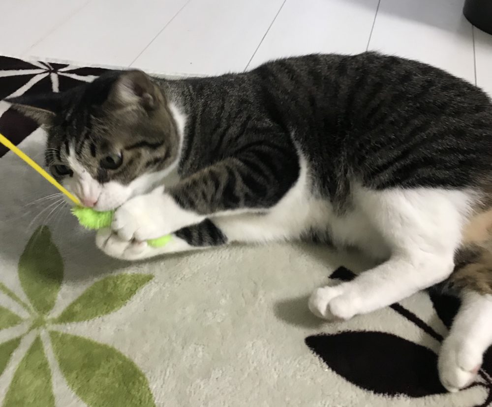 キャットシッター☆福岡市博多区 コロン君&ヤマト君②