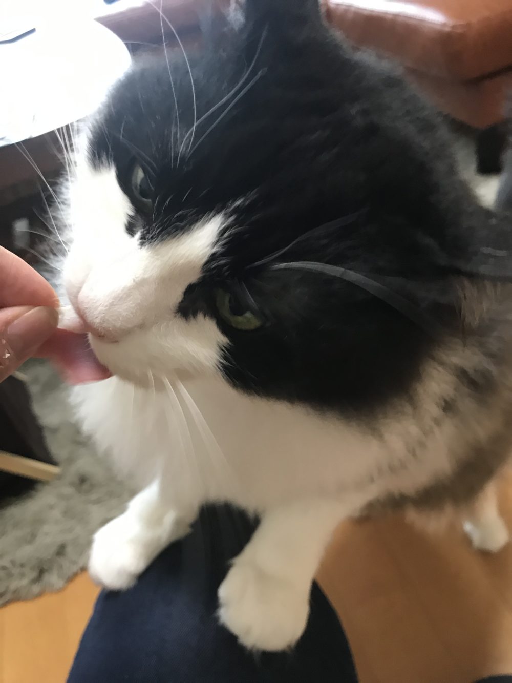 キャットシッター☆福岡市博多区 リン君⑤