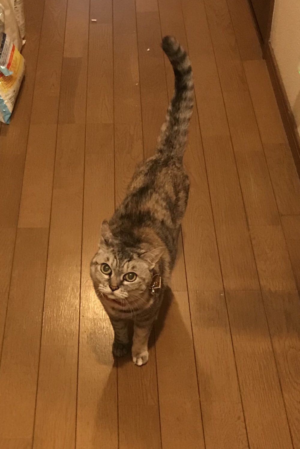 キャットシッター☆福岡市中央区 ビギちゃん④