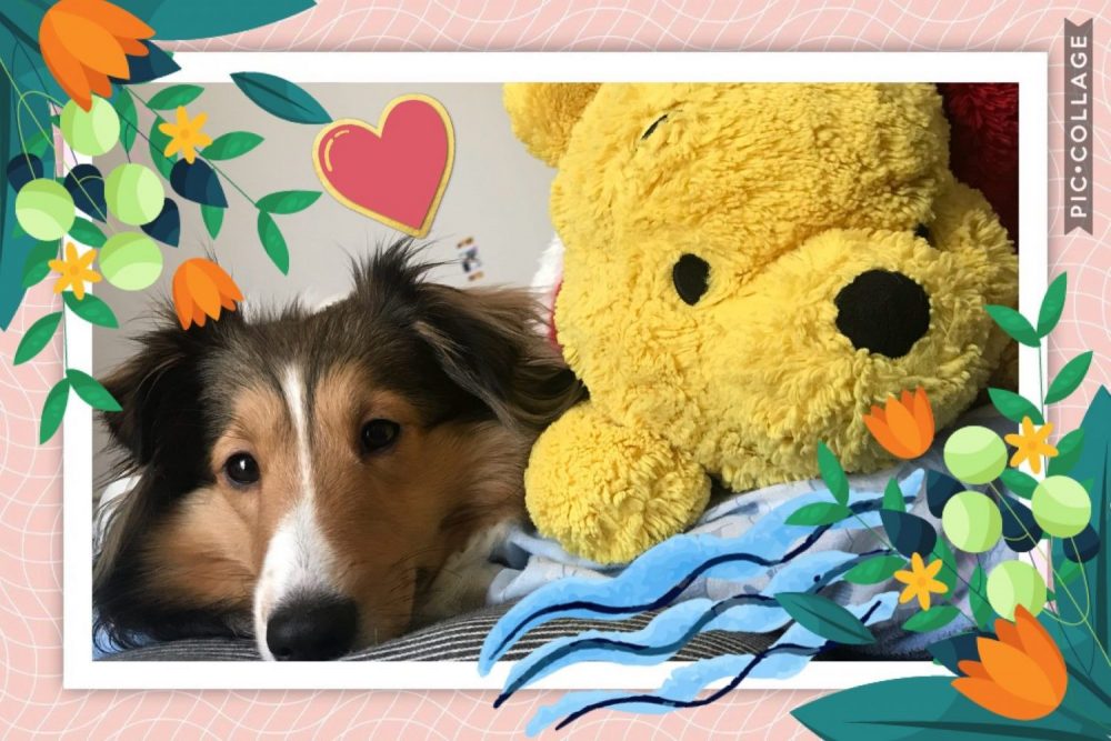 ペットシッターはぴねすです！