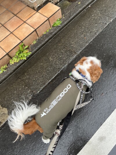 キャバリアちゃんのお世話🐾