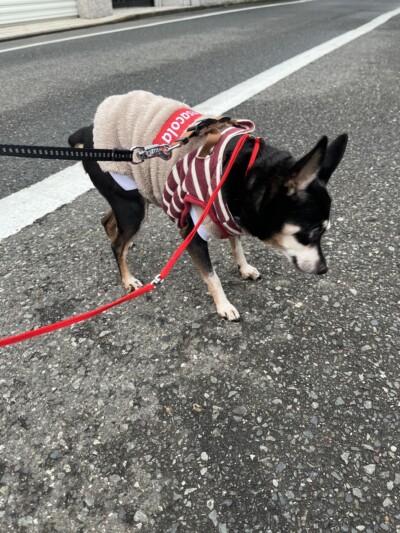 シニア犬のお世話🐾