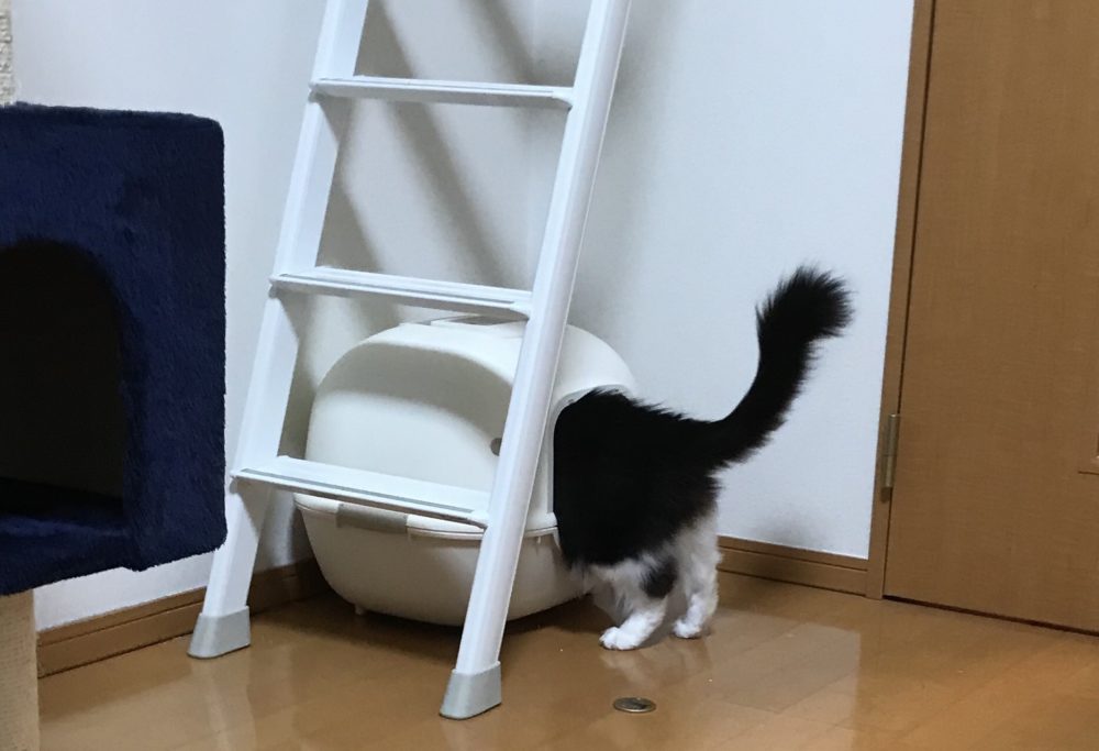 キャットシッター☆博多区 住吉 リン君③