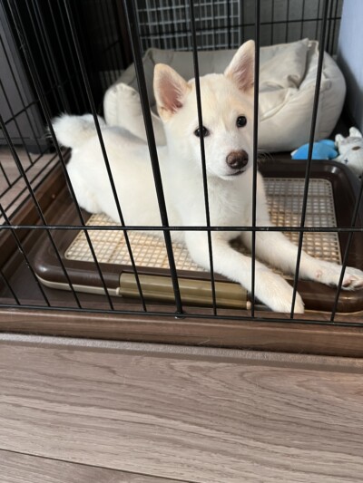 パピー犬のカウンセリング