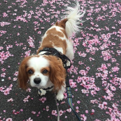 今日のお散歩🐾