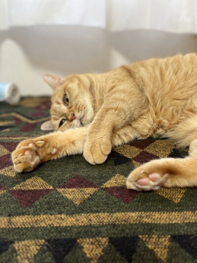 シニア猫ちゃんのお世話🐈