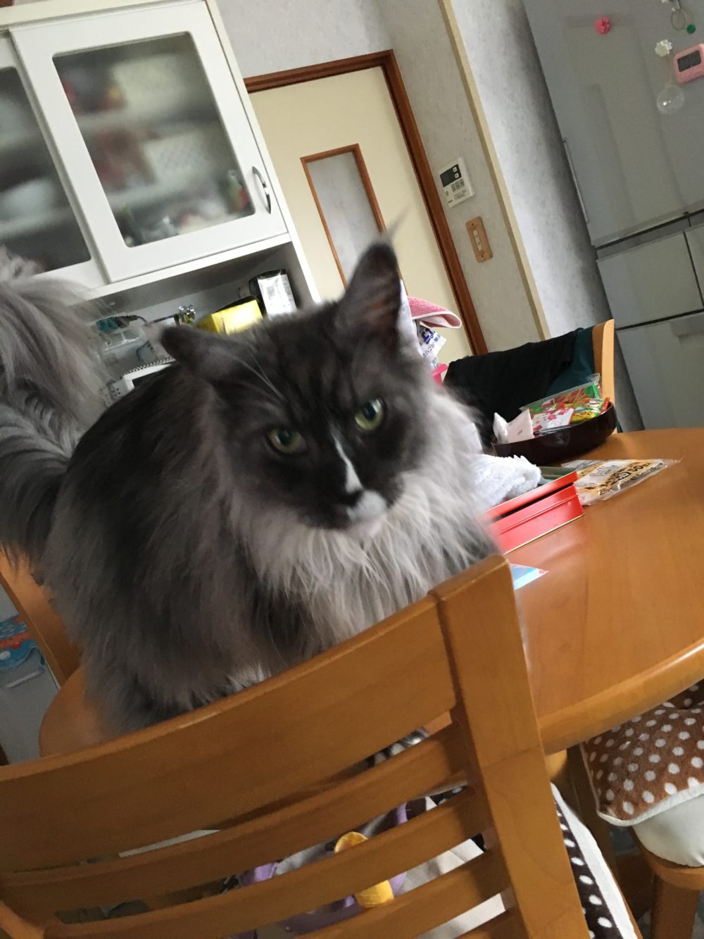 藤枝市2匹のメインクーン達・飼い主様からのメール