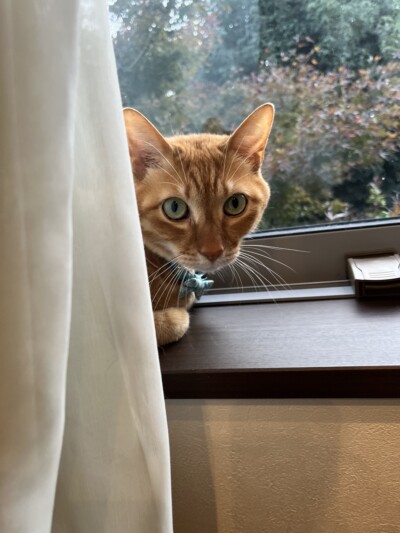 mix猫ちゃんのカウンセリング🐈